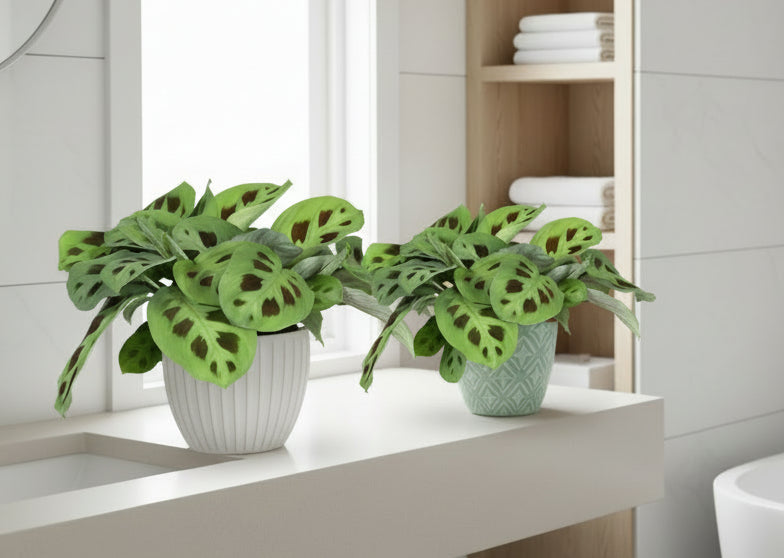 Kamerplant 2 STUKS- Maranta Fascinator Kerchoveana - Gebedsplant - Huisdiervriendelijk - Groen - 2 Planten - Pot 12cm - Hoogte 30-35cm