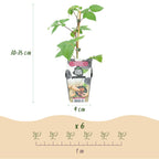 Fruitplanten -3x  Braam - Rubus Black Satin - Winterhard - 3 Planten - Pot 9 cm - Zwarte Braam