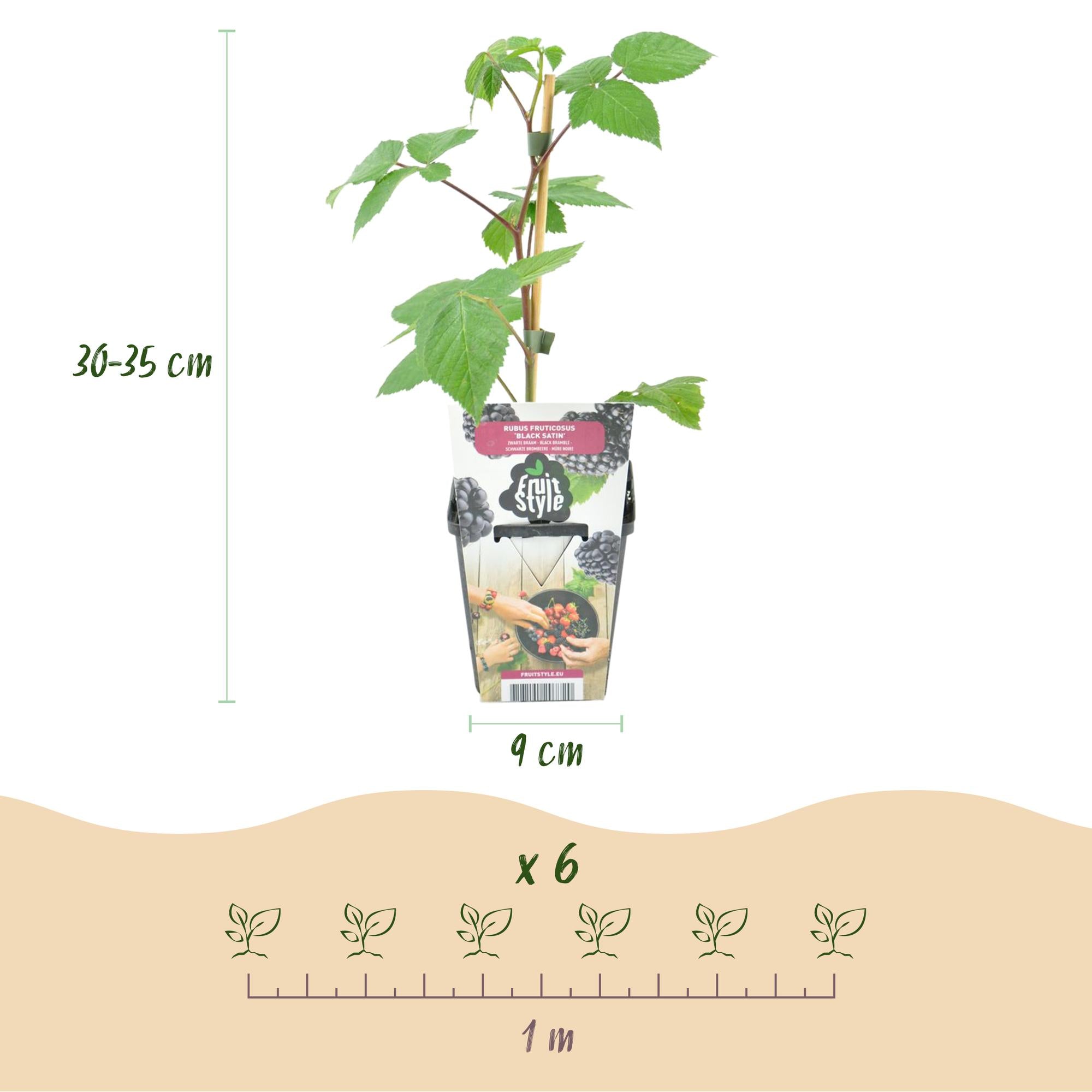 Fruitplanten -3x  Braam - Rubus Black Satin - Winterhard - 3 Planten - Pot 9 cm - Zwarte Braam