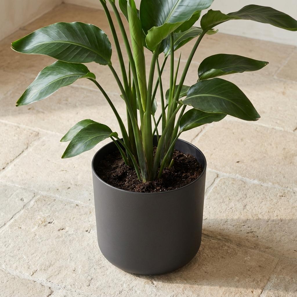 Elho B.for soft Antraciet - 22cm