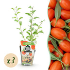 Fruitplanten -3x Goijbes - Lycium Barbarum - Winterhard - 3 Planten - Pot  9 cm - Oranje - Rode Vrucht