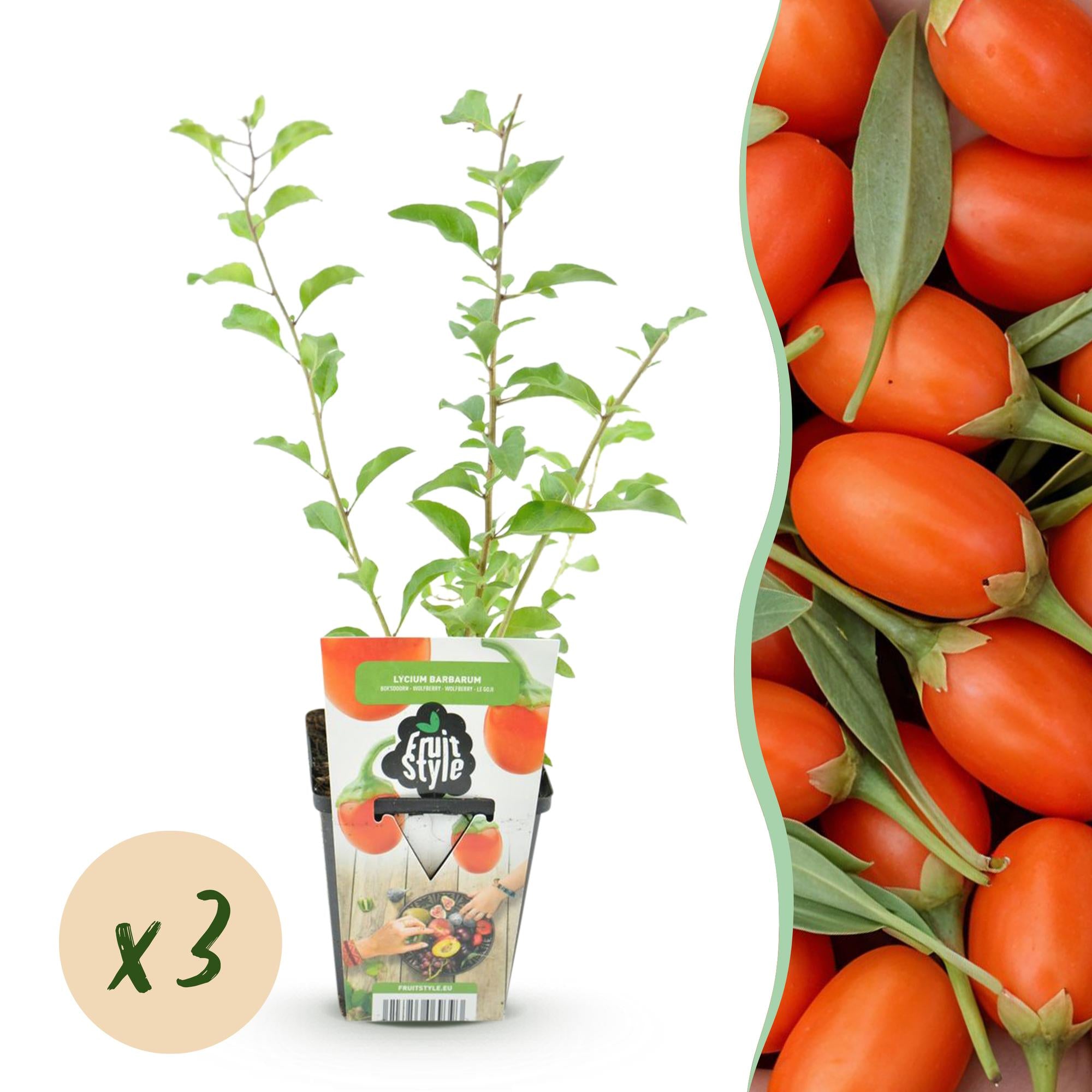 Fruitplanten -3x Goijbes - Lycium Barbarum - Winterhard - 3 Planten - Pot  9 cm - Oranje - Rode Vrucht