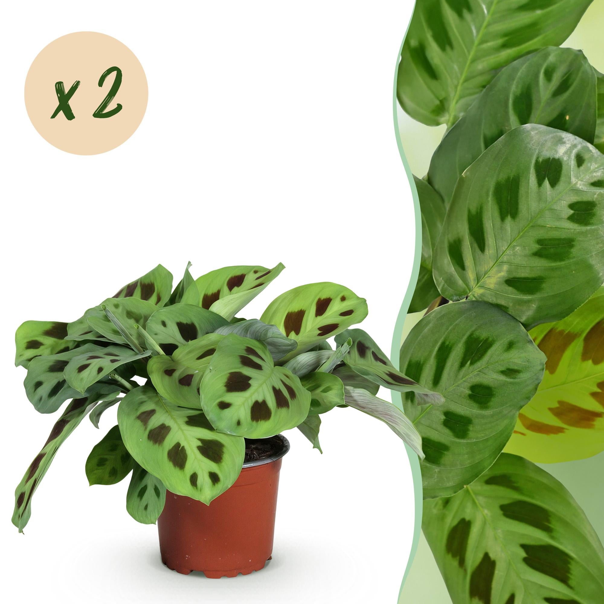 Kamerplant 2 STUKS- Maranta Fascinator Kerchoveana - Gebedsplant - Huisdiervriendelijk - Groen - 2 Planten - Pot 12cm - Hoogte 30-35cm