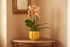 Sunny Bunny orchidee geel/roze + Retro oker sierpot – potmaat Ø12cm | bloeiende kamerplant – vers van de kweker