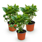 Hydrangea macrophylla Blauw - Hortensia - Winterhard - Blauw - 3 Planten - Pot 12cm - Hoogte Hoogte 20-30cm