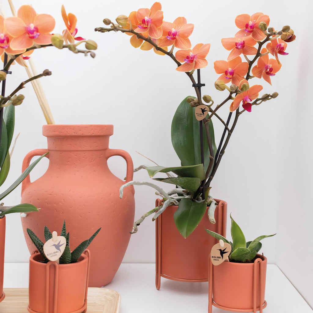 Oranje Phalaenopsis orchidee - Mineral Bolzano - potmaat Ø9cm | bloeiende kamerplant - vers van de kweker