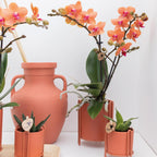 Oranje Phalaenopsis orchidee - Mineral Bolzano - potmaat Ø9cm | bloeiende kamerplant - vers van de kweker