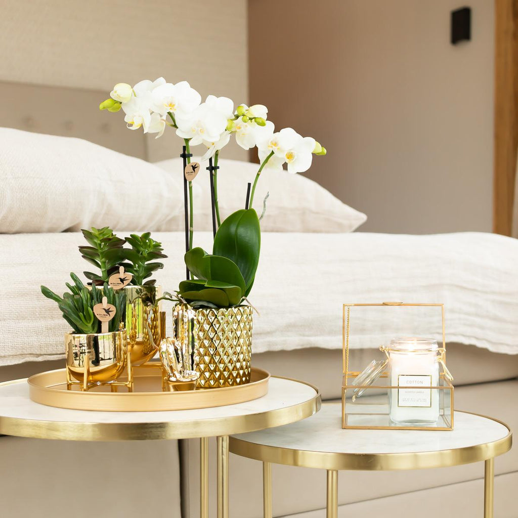 witte Phalaenopsis orchidee potmaat Ø9cm | Amabilis | bloeiende kamerplant - vers van de kweker