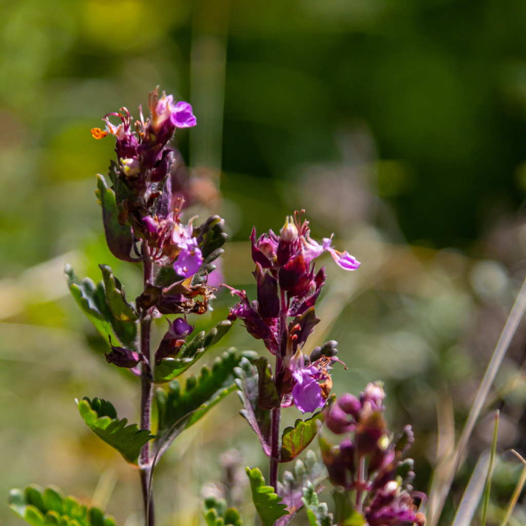 12x Teucrium lucidrys - ↕10-25cm - Ø9cm