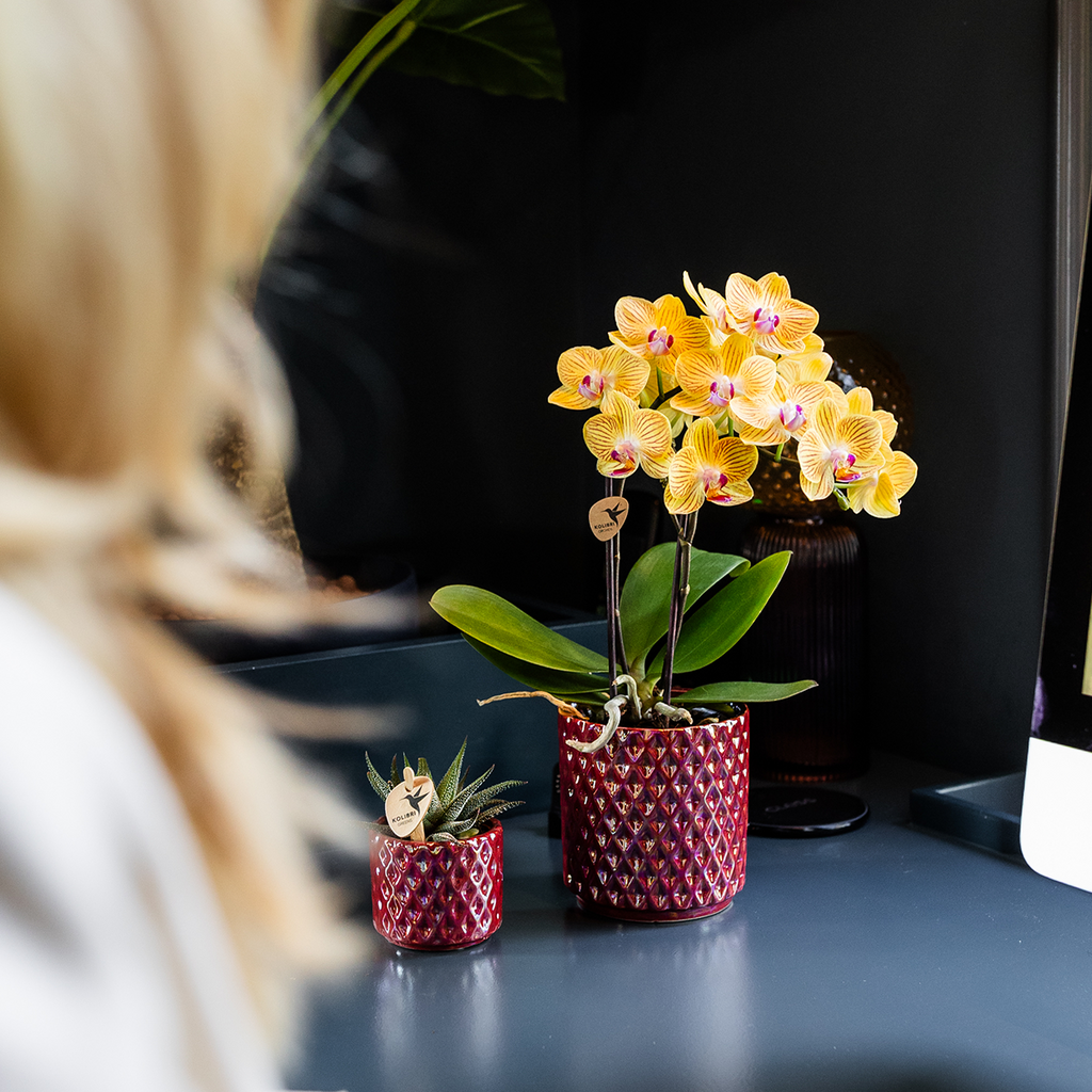 gele Phalaenopsis orchidee - Lima - potmaat Ø9cm | bloeiende kamerplant - vers van de kweker