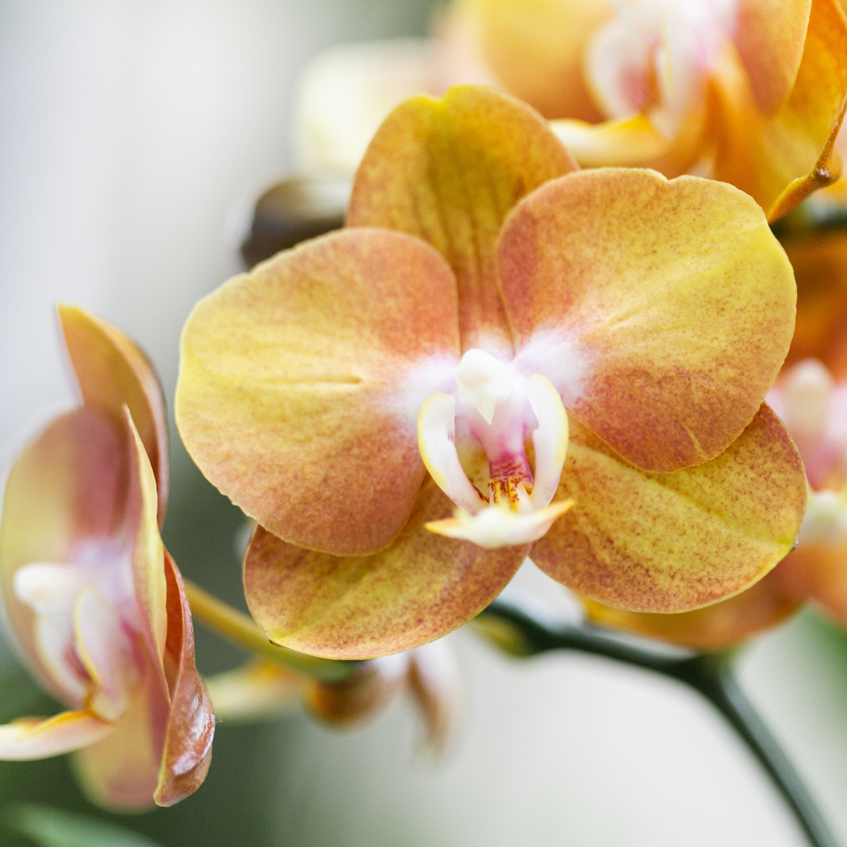 Oranje phalaenopsis orchidee Las Vegas in cognac kleurige Glazed sierpot - potmaat Ø12cm