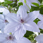 Clematis Double Up Barnadine + Masa 23cm