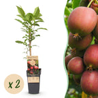 Fruitplant - Actinidia deliciosa Ken,s Red -2 Kiwiplant - Vrouwelijk - Rode Vrucht - 2 Planten - Pot 15cm - Hoogte 50cm