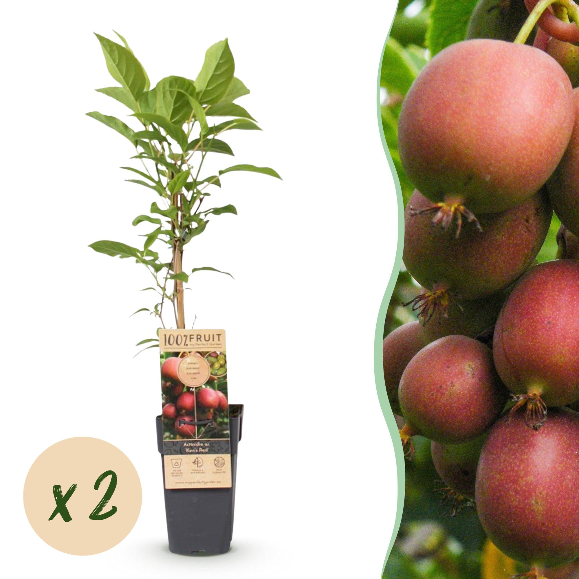 Fruitplant - Actinidia deliciosa Ken,s Red -2 Kiwiplant - Vrouwelijk - Rode Vrucht - 2 Planten - Pot 15cm - Hoogte 50cm