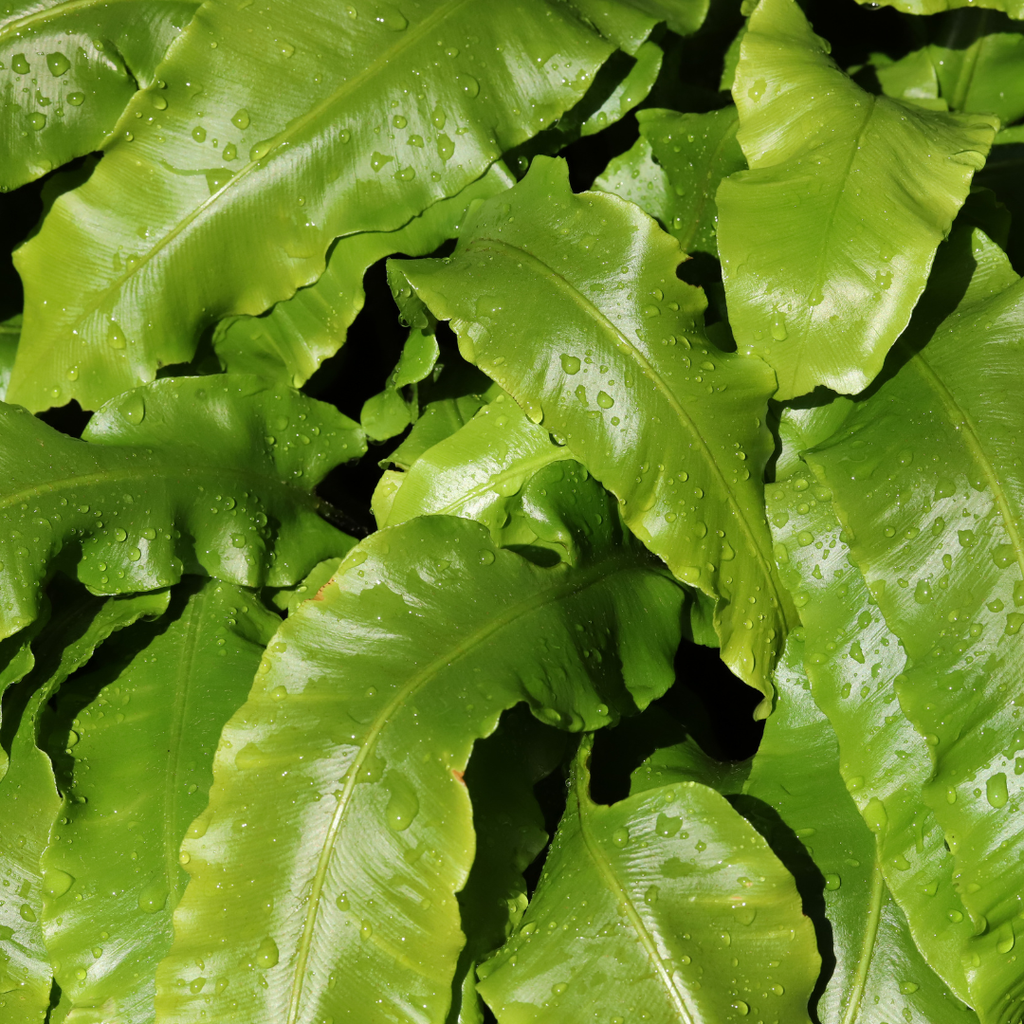 6x Asplenium scolopendrium - ↕10-25cm - Ø9cm