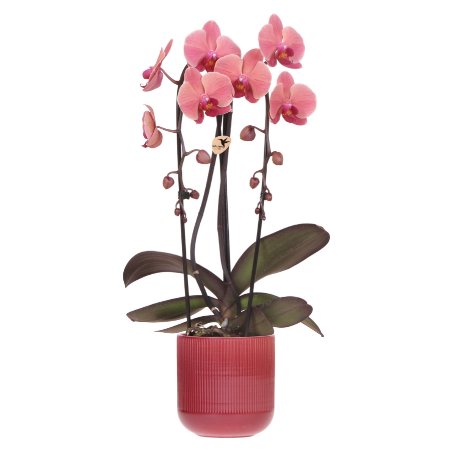 Narbonne Niagara Falls orchidee + Flare pot rood – potmaat Ø12 cm | bloeiende kamerplant – vers van de kweker