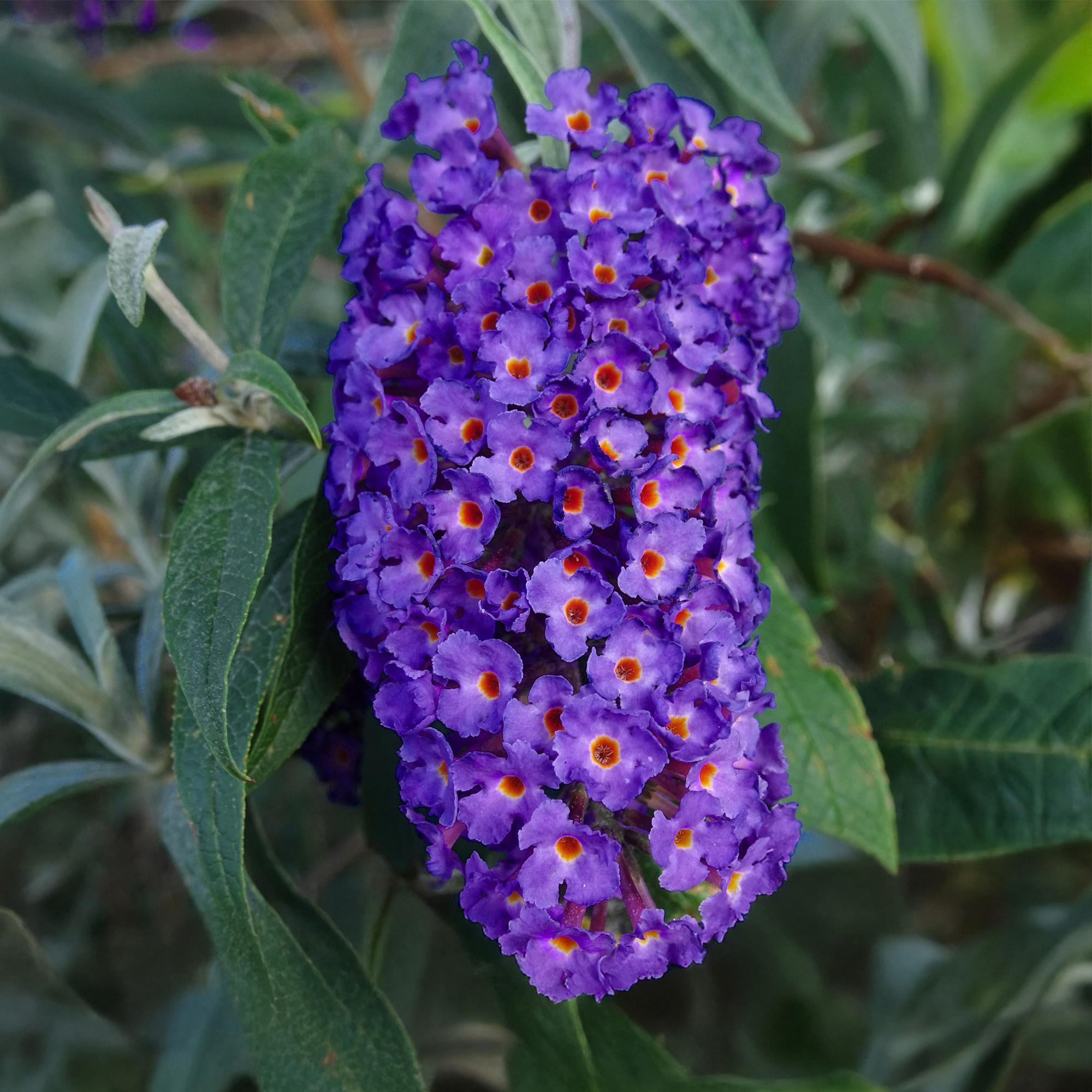 Tuinplant - 3x Buddleja davidii Empire Blue - Vlinderstruik - Winterhard - Blauw - 3 Planten - Pot 17cm - Hoogte 45cm