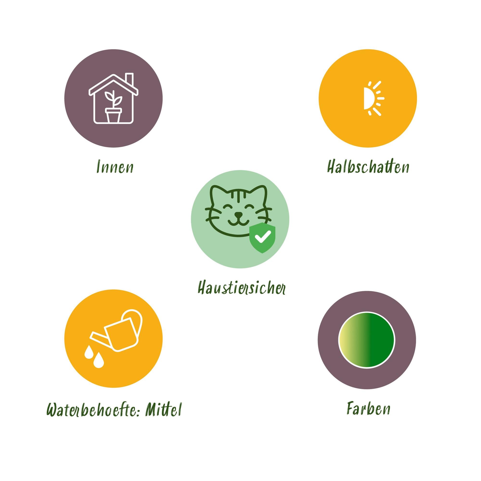 Kamerplant 2STUKS- Chlorophytum comosum Bonnie - Krullende Graslelie - Huisdiervriendelijk - Bont - 2 Planten - Pot 12cm - Hoogte 20-25cm