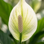 Spathiphyllum Lepelplant - 2 Stuks - Ø 12 cm - Hoogte: 35 - 40 cm