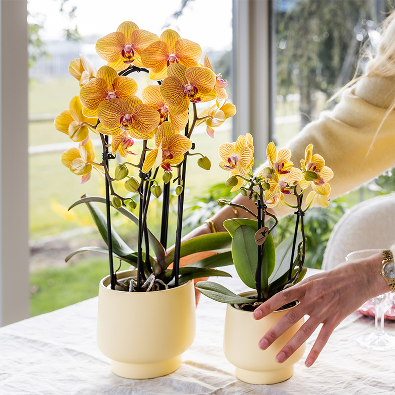Oranje phalaenopsis orchidee potmaat Ø12cm | Sunny Bunny | bloeiende kamerplant - vers van de kweker