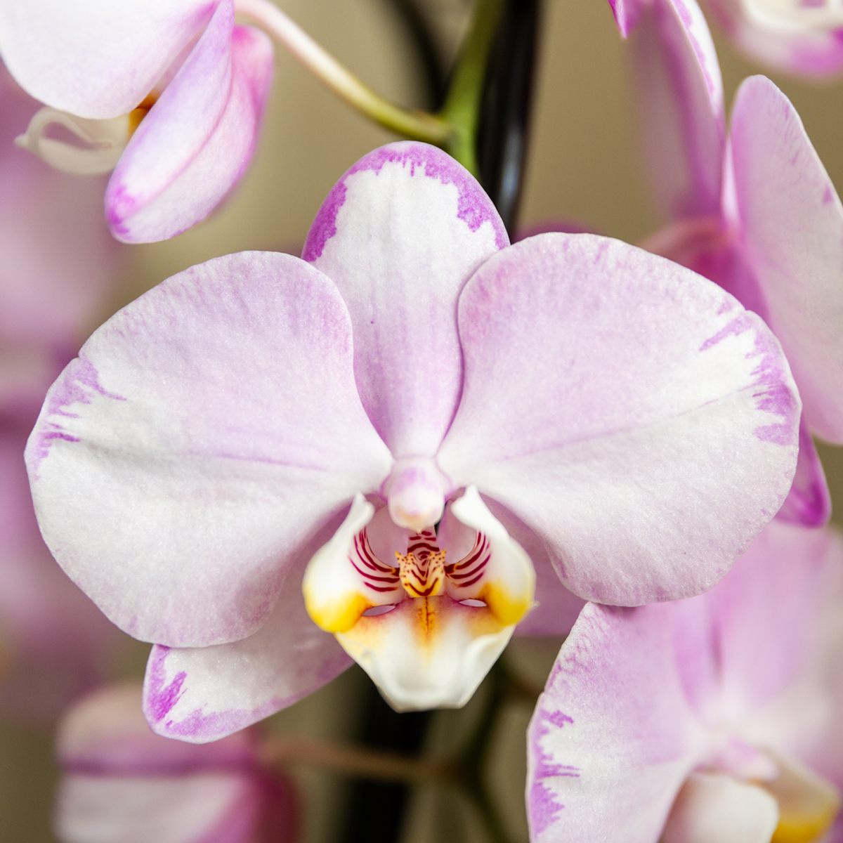 Roze Niagara Falls orchidee 12cm met Mesh White sierpot – vers van de kweker