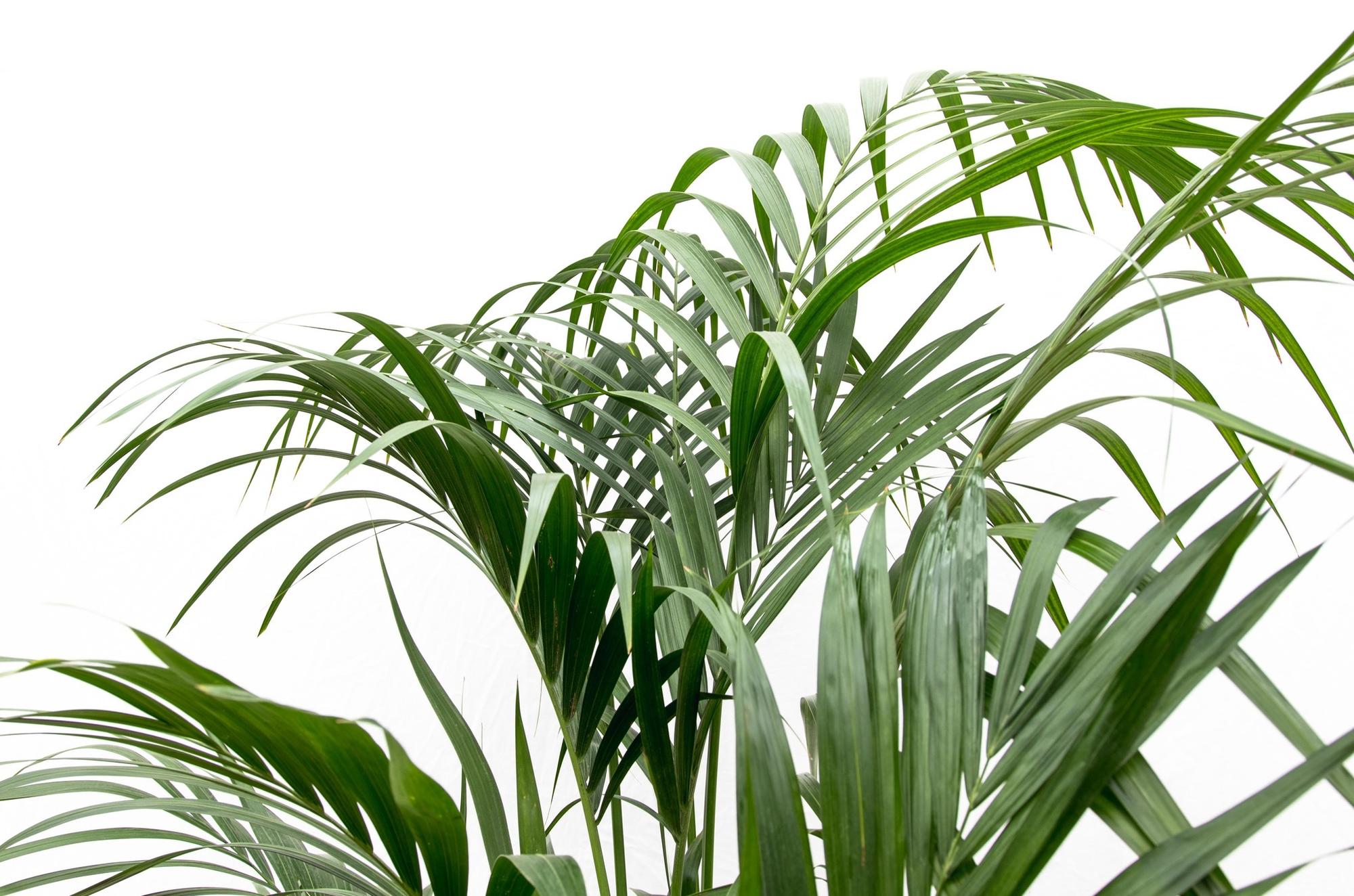 Kentia palm - 180cm - ⌀21 -25