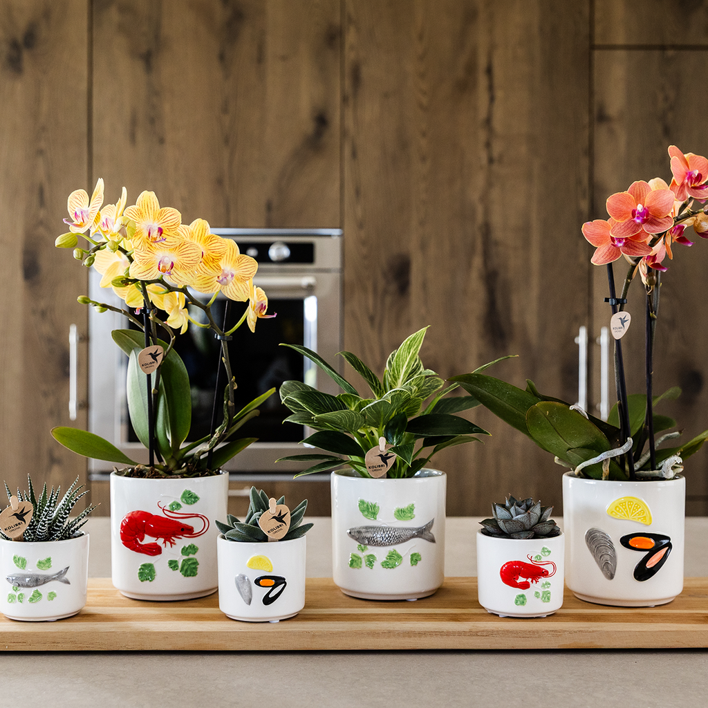 gele Phalaenopsis orchidee - Lima - potmaat Ø9cm | bloeiende kamerplant - vers van de kweker