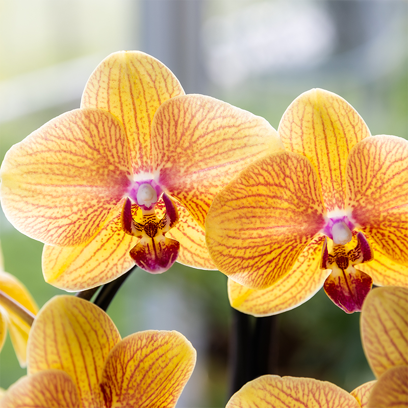 Oranje phalaenopsis orchidee potmaat Ø12cm | Sunny Bunny | bloeiende kamerplant - vers van de kweker