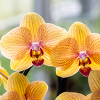Oranje phalaenopsis orchidee potmaat Ø12cm | Sunny Bunny | bloeiende kamerplant - vers van de kweker