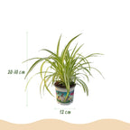 Kamerplant 3 STUKS - Cyperus - Calissia - Chlorophytum - Mix van 3 - Huisdiervriendelijke Planten - Groen - 3 Planten - Pot 12cm - Hoogte 20cm