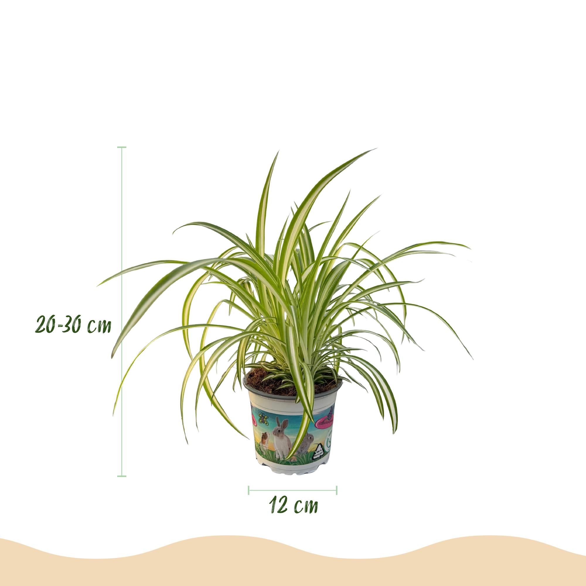 Kamerplant 3 STUKS - Cyperus - Calissia - Chlorophytum - Mix van 3 - Huisdiervriendelijke Planten - Groen - 3 Planten - Pot 12cm - Hoogte 20cm