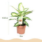 Diefenbachia Camilla - Dieffenbachia - Weinig onderhoud - Groen - 1 Plant - Pot 17cm - Hoogte 45-50cm