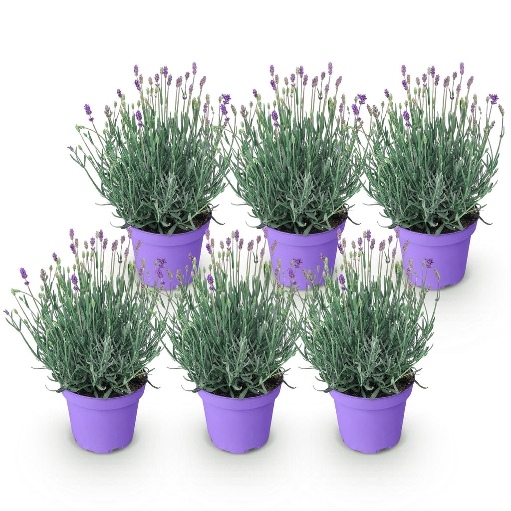 Tuinplant - 6 Lavandula angustifolia Munstead - Lavendel - Winterhard - Paars - 6 Planten - Pot 12cm - Hoogte 15-25cm
