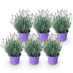 Tuinplant - 6 Lavandula angustifolia Munstead - Lavendel - Winterhard - Paars - 6 Planten - Pot 12cm - Hoogte 15-25cm