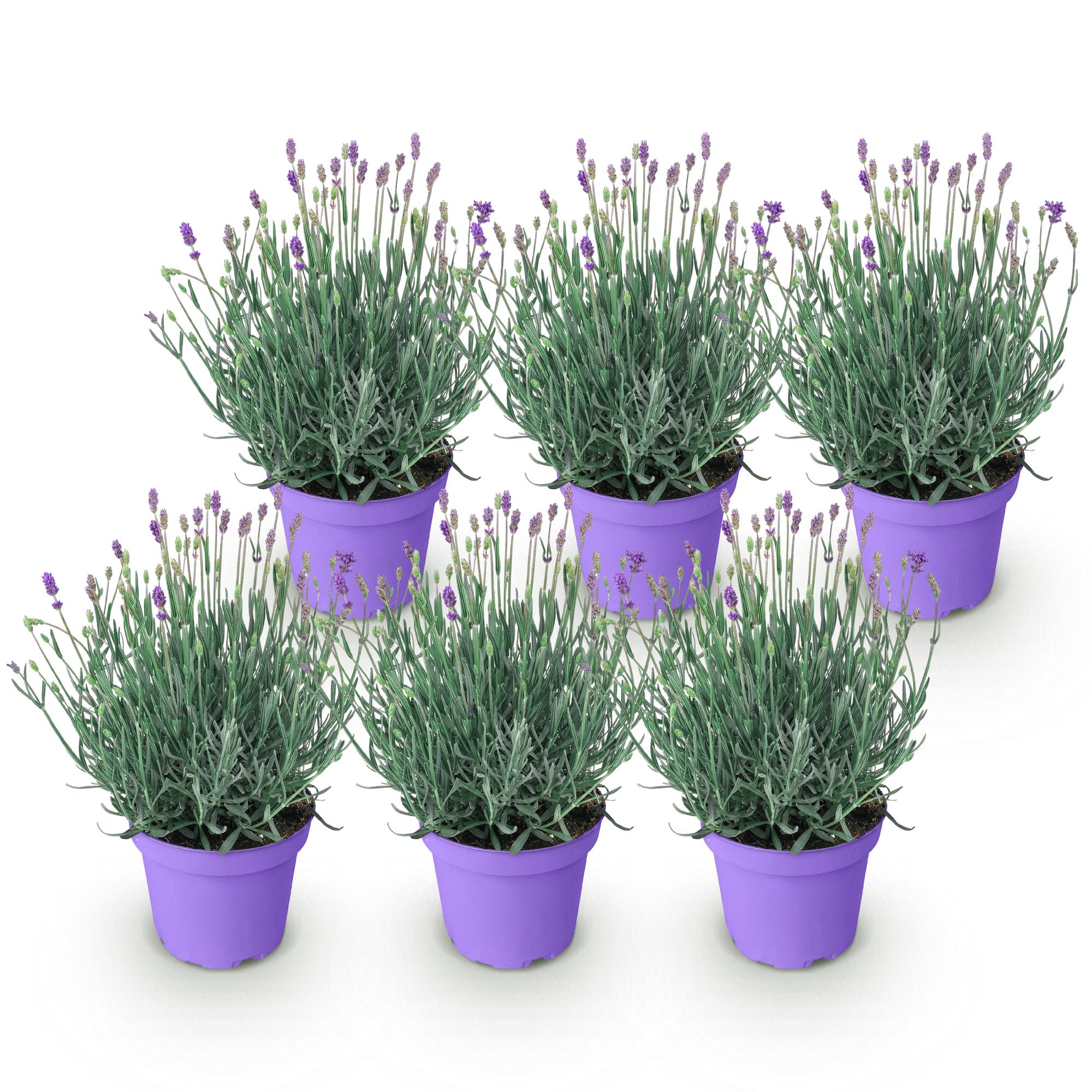 Tuinplant - 6 Lavandula angustifolia Munstead - Lavendel - Winterhard - Paars - 6 Planten - Pot 12cm - Hoogte 15-25cm