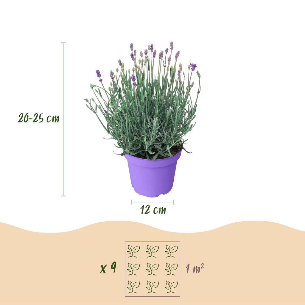 Tuinplant - 3x Lavandula angustifolia Munstead - Lavendel - Winterhard - Paars - 3 Planten - Pot 12cm - Hoogte 15-25cm