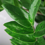 Zamioculcas 2STUKS - ZZ-plant - Weinig onderhoud - Groen - 2 Planten - Pot 17cm - Hoogte 65-75cm