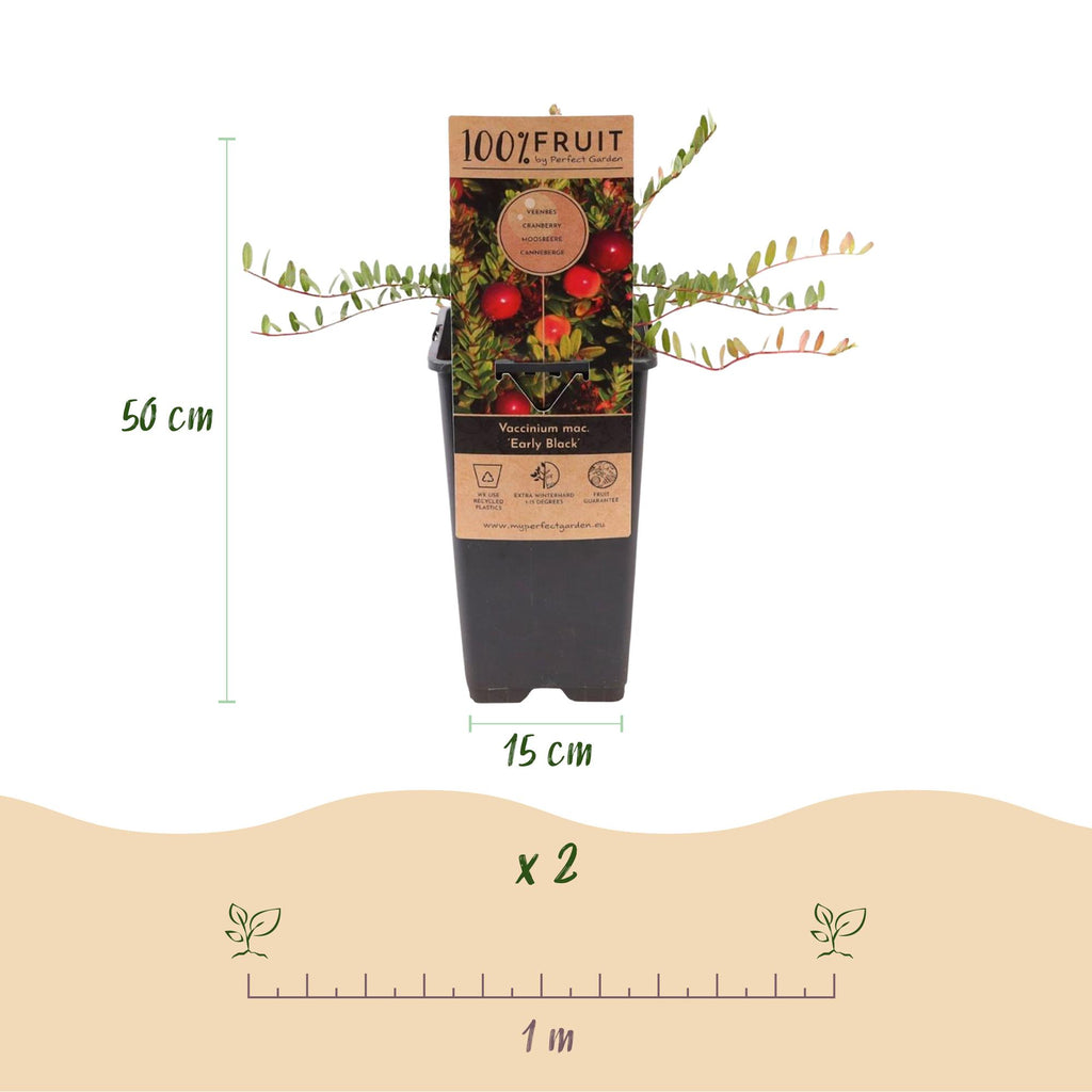 Fruitplant - 2x Vaccinium mac. Early Black - Cranberry - Winterhard - Blauwe Bes - 2 Planten - Pot 15cm - Hoogte 50cm
