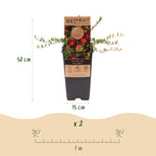Fruitplant - 2x Vaccinium mac. Early Black - Cranberry - Winterhard - Blauwe Bes - 2 Planten - Pot 15cm - Hoogte 50cm