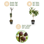 Plant op Stam - Ficus carica Little Miss Figgy - Terras Plant - Bladverliezend - Winterhard - Groene Vrucht - Pot 19cm Hoogte 90cm