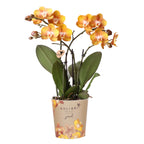 oranje gouden Phalaenopsis orchidee potmaat Ø12cm | Jewel Las Vegas | bloeiende kamerplant - vers van de kweker