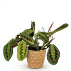 Maranta Fascinator Tricolour - Gebedsplant - Huisdiervriendelijke Plant - Groen - 1 Plant - met Mand - Pot 12cm - Hoogte 25cm