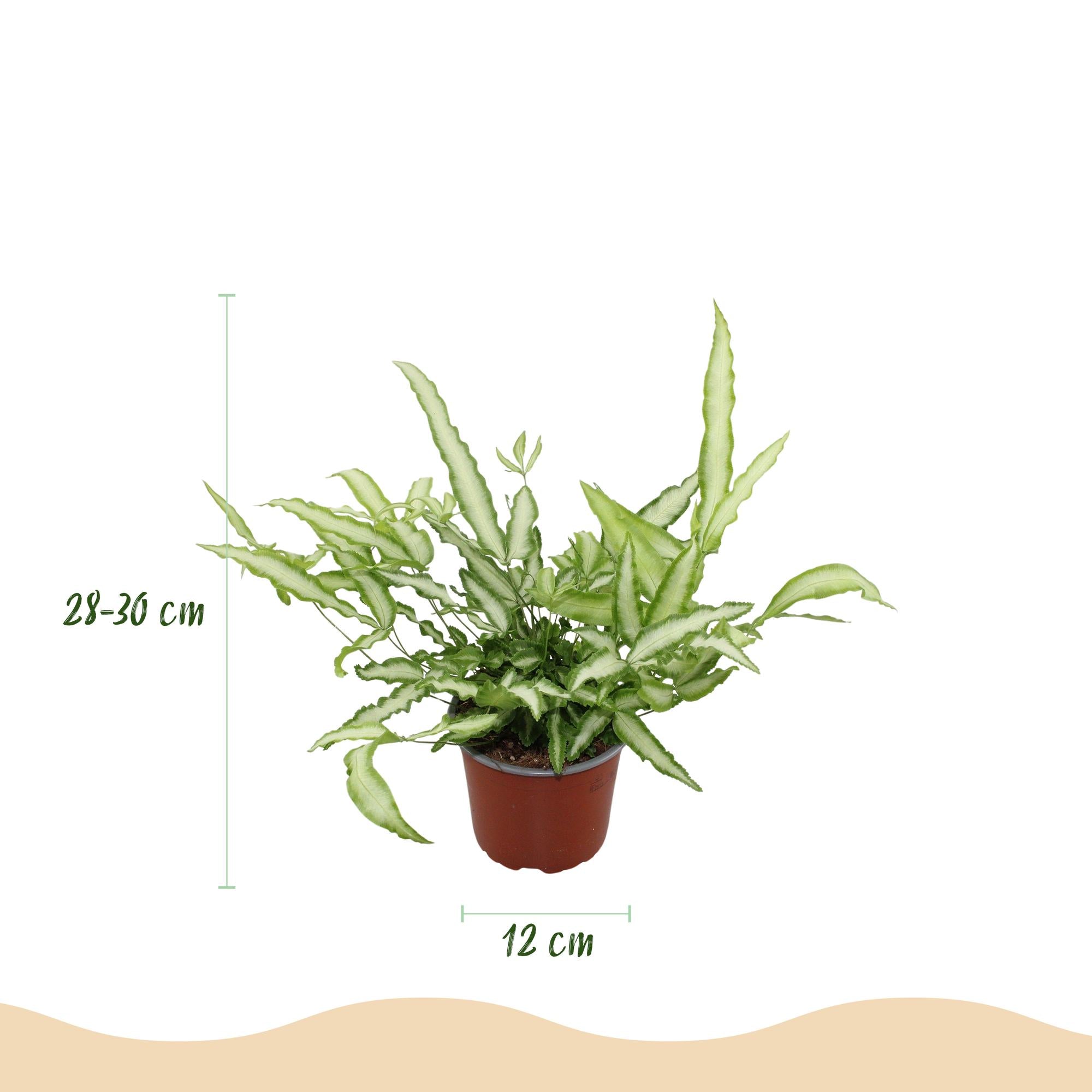 Pteris cretica Albolineata - Lintvaren - Huisdiervriendelijke Plant - Groen - 1 Plant - met Mand - Pot 12cm - Hoogte 20cm