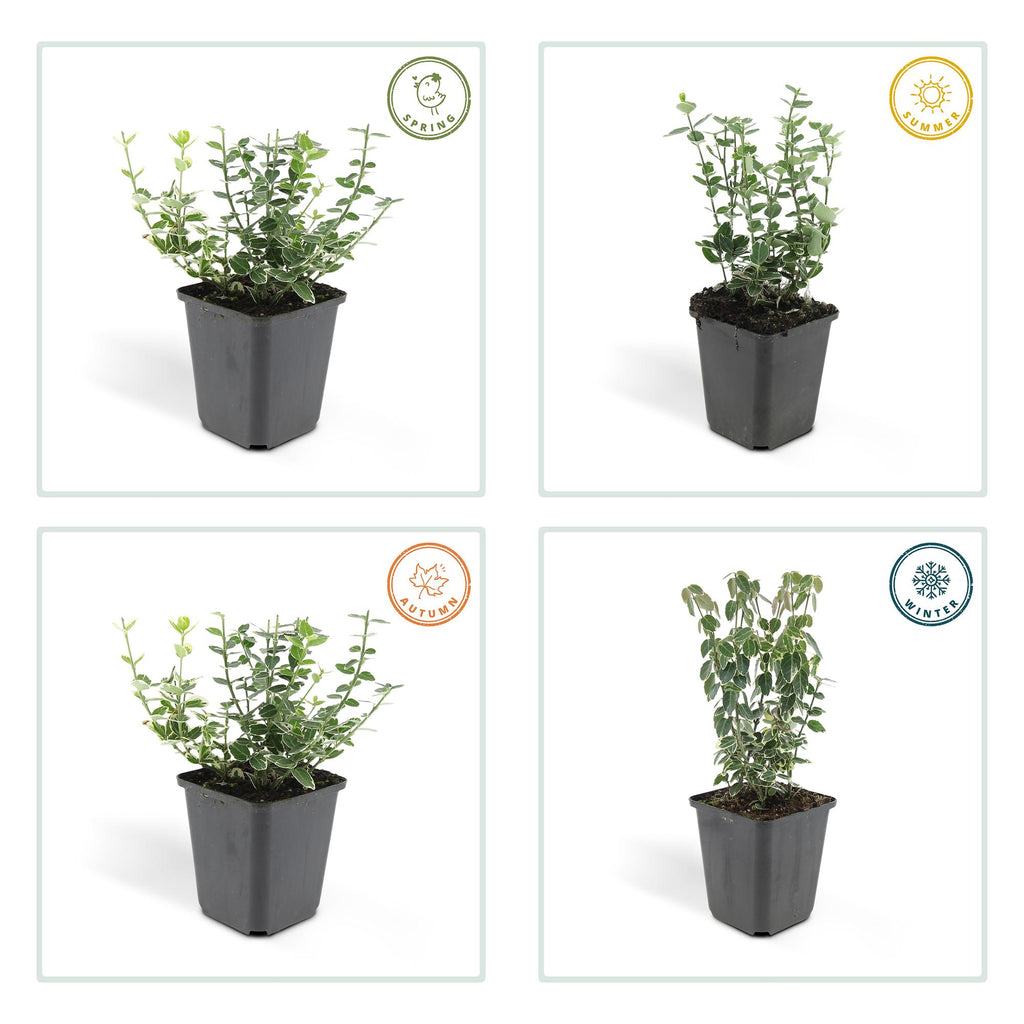 6x Euonymus fort. 'Emerald Gaiety' - ↕10-25cm - Ø9cm