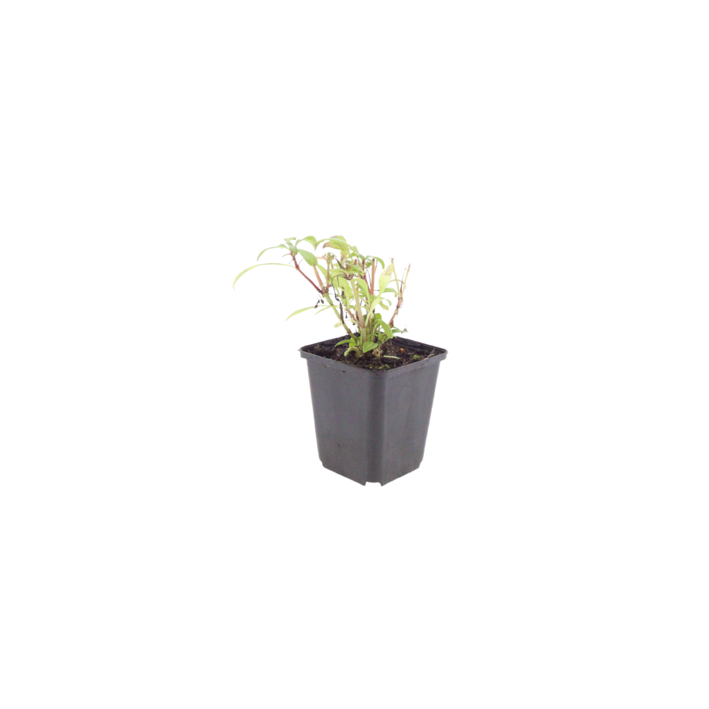 6x Centranthus ruber 'Coccineus' - ↕10-25cm - Ø9cm