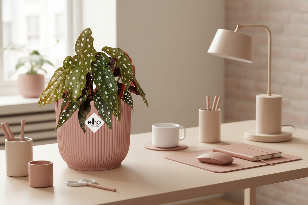 Begonia Maculata + ELHO Vibes Fold 14cm roze