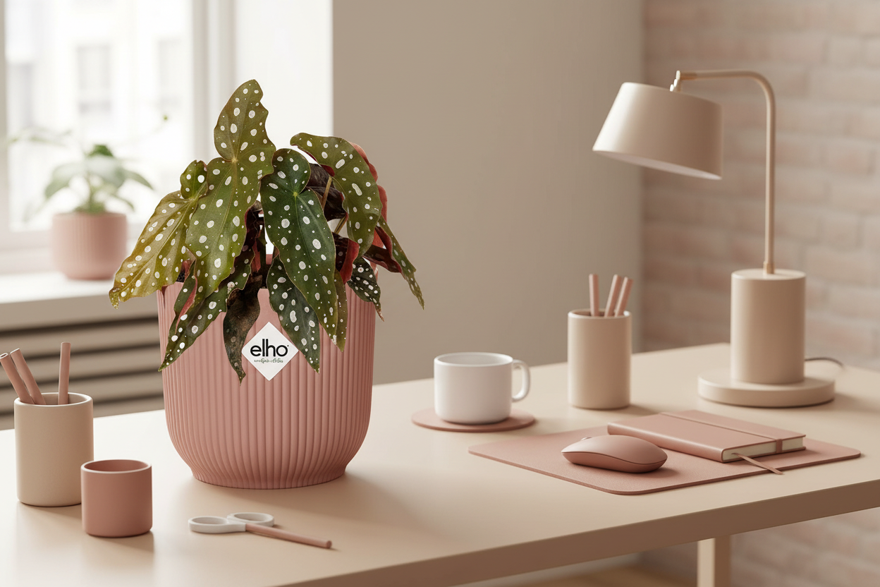 Begonia Maculata + ELHO Vibes Fold 14cm roze