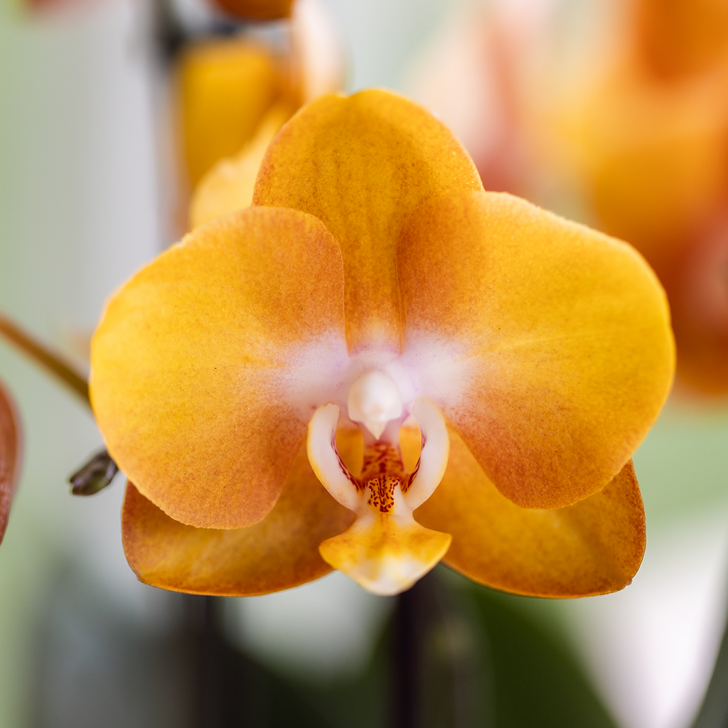 Oranje/gele Las Vegas orchidee + Retro oker sierpot - potmaat Ø12cm | bloeiende kamerplant – vers van de kweker