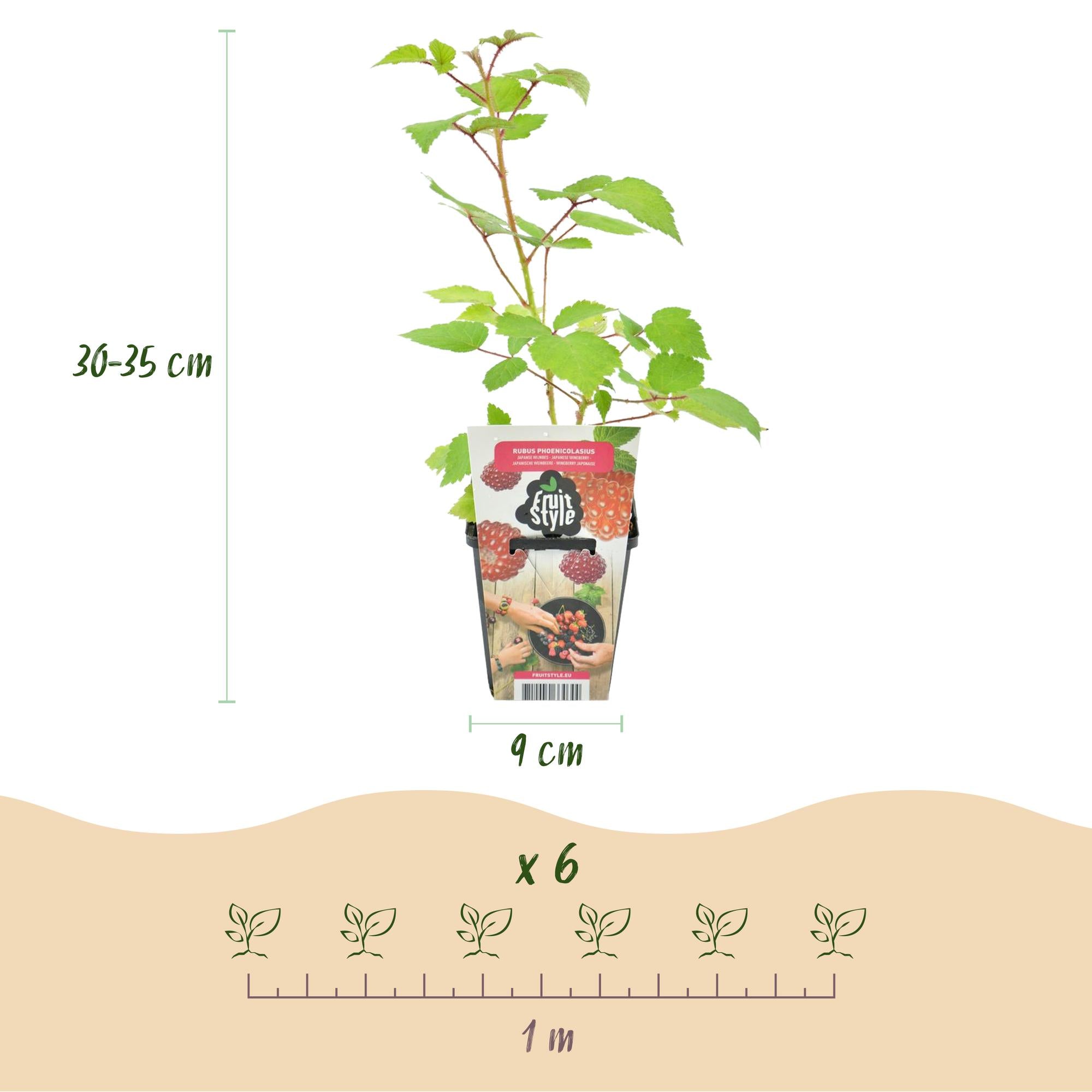 Fruitplanten - 3xJapanse Wijnbes - Rubus Phoenicolasius - Winterhard - 3 Planten - Pot 9 cm - Rode Bes