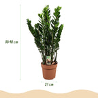 Zamioculcas - ZZ-plant - Weinig onderhoud - Groen - 1 Plant - Pot 21cm - Hoogte 80-90cm